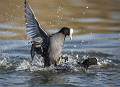 Highly Commended - Roger Hance FRPS - Coots Fighting
